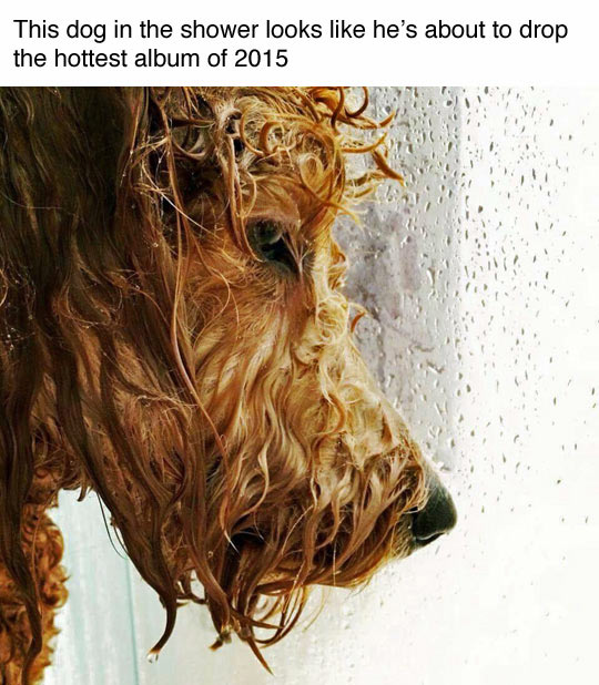 funny-dog-shower-hair-musician