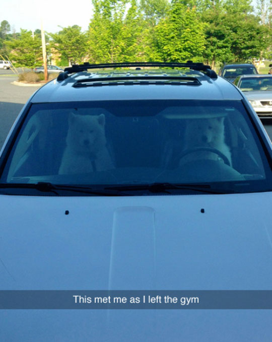 funny-dogs-driving-car-white