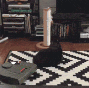 funny-gif-cat-vacuum-lazy