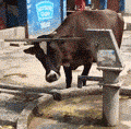 A Thirsty Cow
