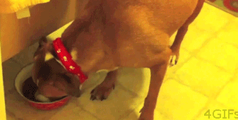 funny-gif-dog-eating-stealing-food
