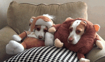 These Dogs Are Not Amused