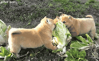 The Cabbage Learned To Never Mess With Another Baby Doge Again