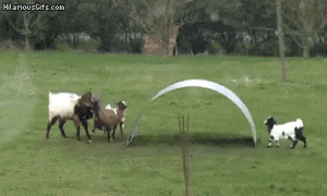 Goats Are The Masters Of Physics