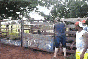 funny-gif-human-riding-rodeo