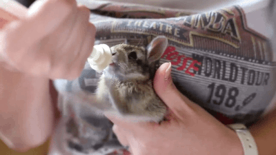Excited Baby Bunny Enjoys His Milk