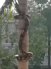 funny-gif-snake-tree-moves