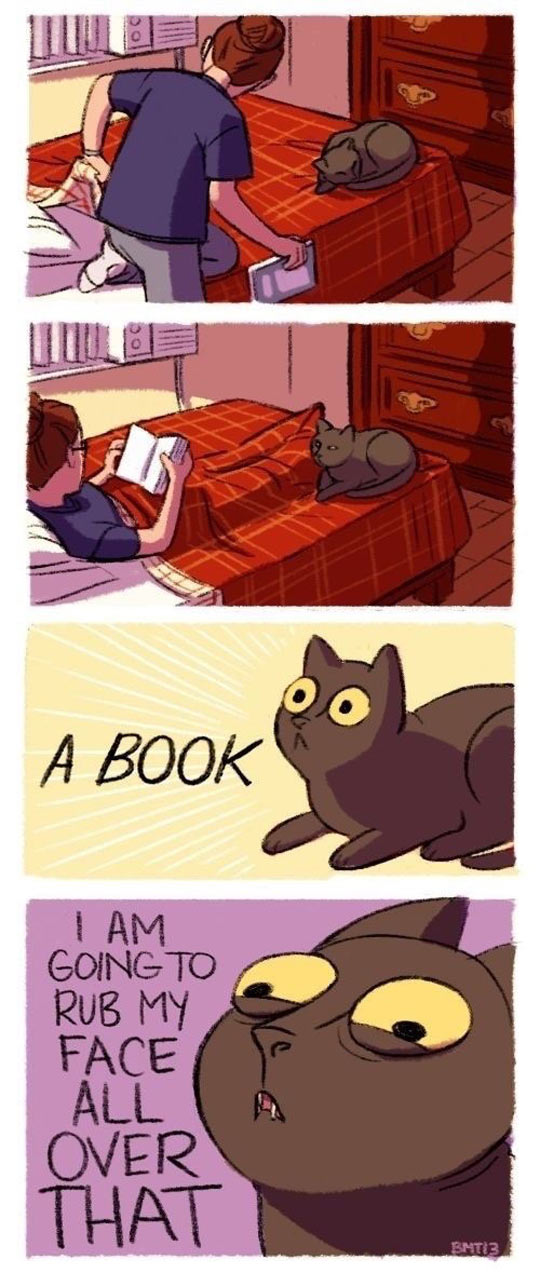 Cats Vs. Books