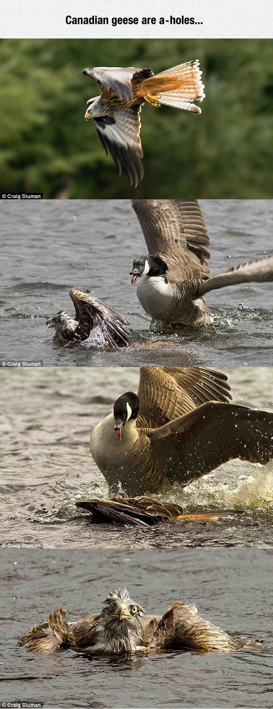 funny-goose-Canadian-hawk-lake-attack