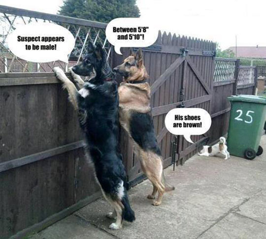 funny-guard-dogs-little-fence