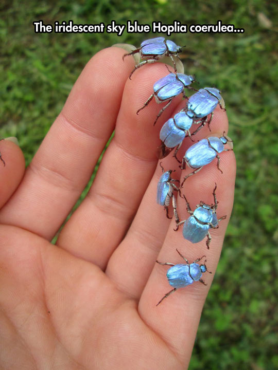 funny-insect-blue-silver-hand