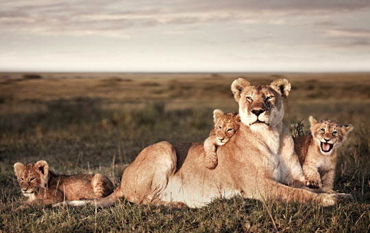 Lion Family Portrait