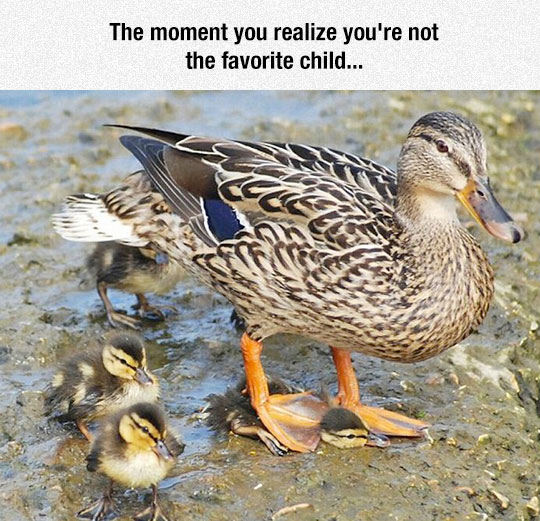 funny-mother-stepping-baby-duck