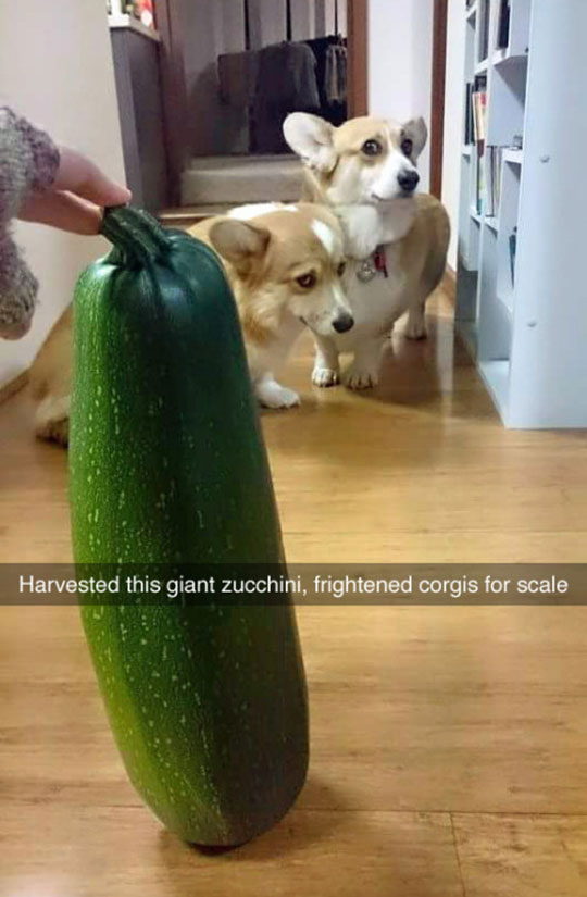 funny-scared-corgis-giant-zucchini