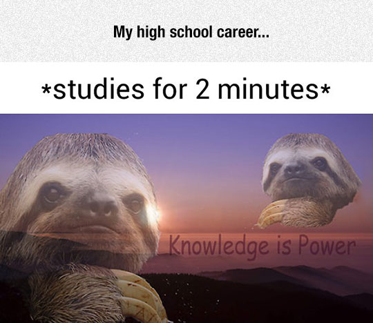 funny-sloth-quote-study-knowledge