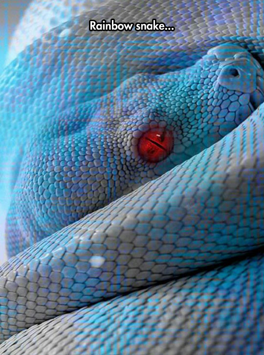 funny-snake-colors-Rainbow-red-eye