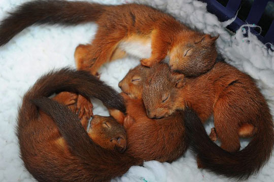 Sleepy Baby Squirrels