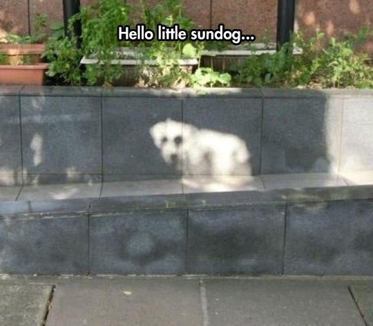 funny-sun-dog-light-shadow
