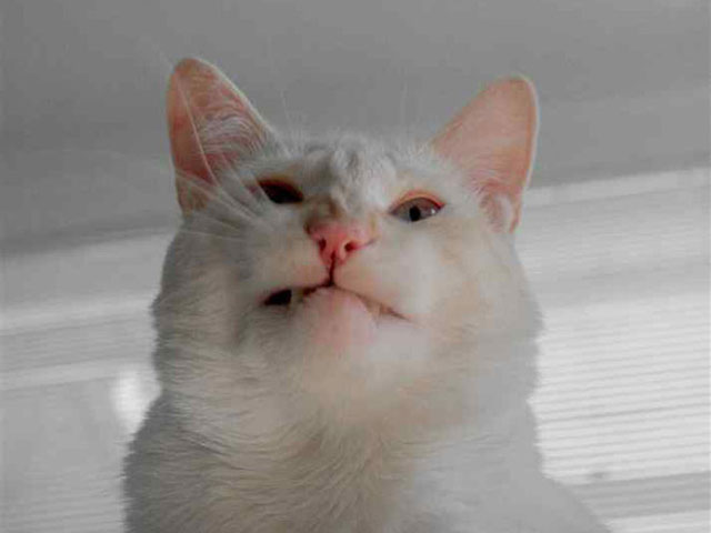 sneezing_cats_6