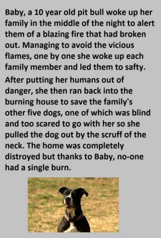 cool-dog-fire-rescue-story