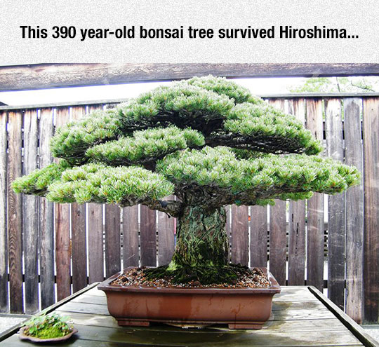 Very Old Bonsai Tree