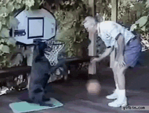 Dog Plays Basketball Better Than Me