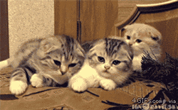 cute-gif-cat-yawning-lazy