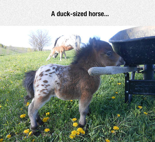 Now We Have To Find A Horse Sized Duck