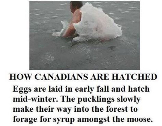 funny-Canadian-eggs-birth-ice