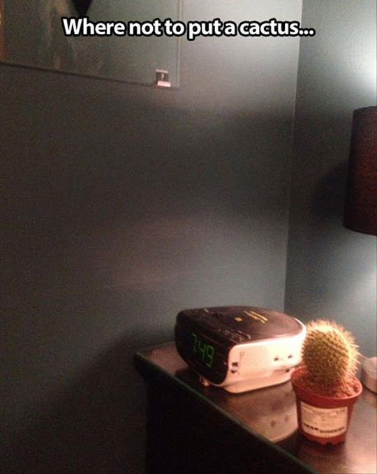 funny-alarm-clock-cactus-bed