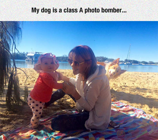 funny-baby-beach-dog-photobomb