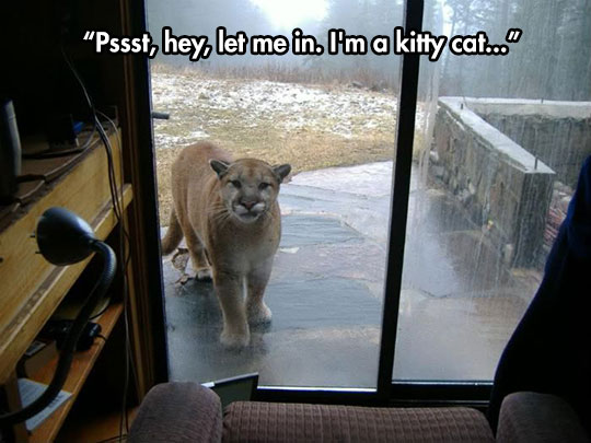 funny-backyard-door-mountain-lion