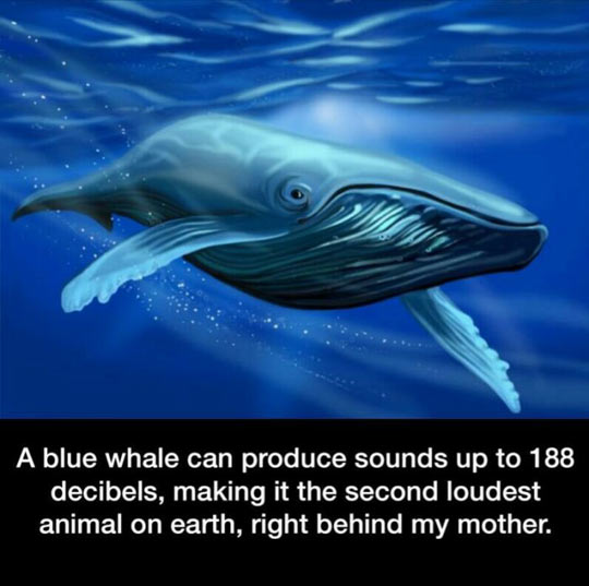 funny-blue-whale-loudest-animal