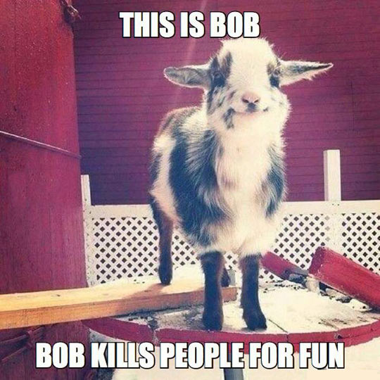 funny-bob-goat-smile-mad