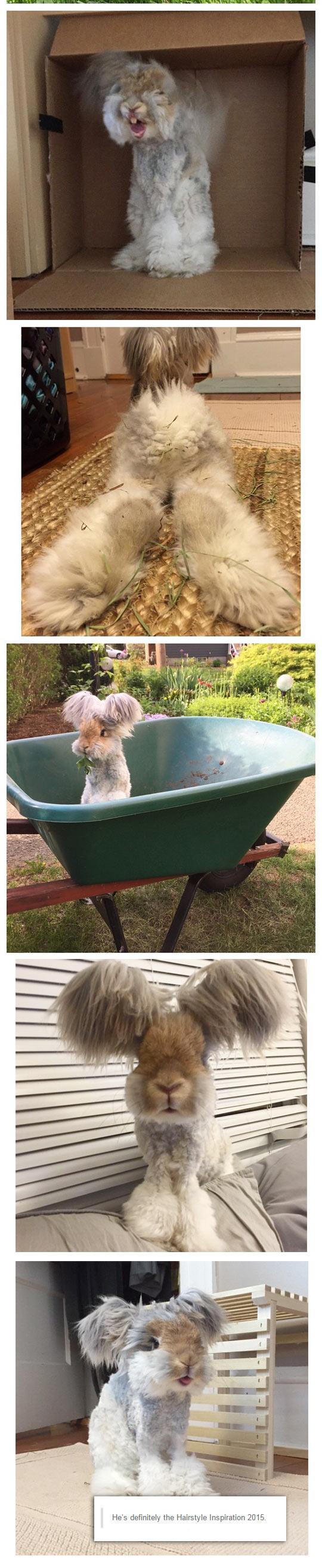 funny-bunny-hairs-style-ears-pet-cute