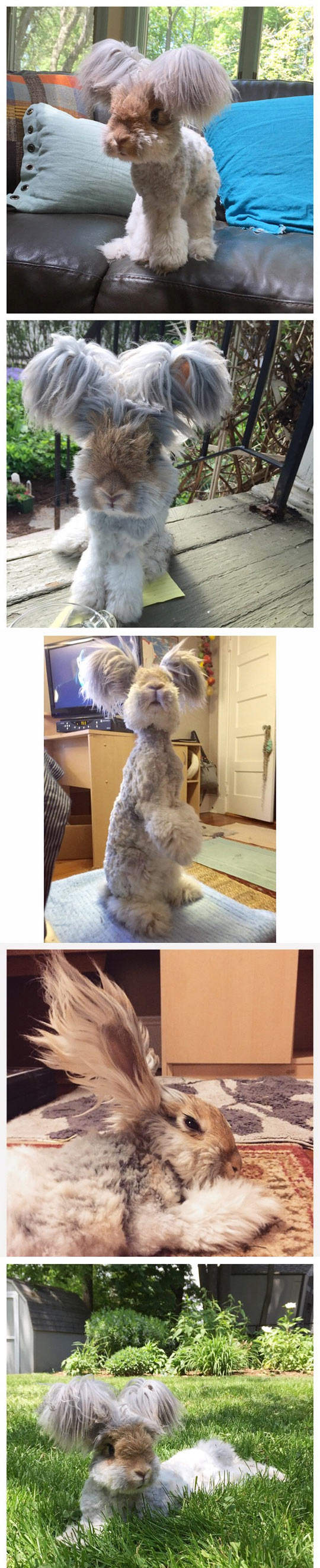 funny-bunny-hairs-style-ears-pet