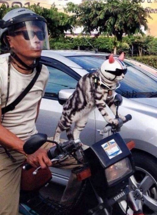 cat bike helmet