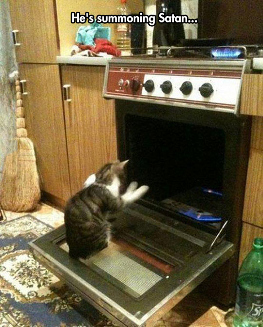 funny-cat-oven-warm