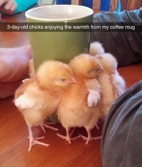 Chicks Love Coffee