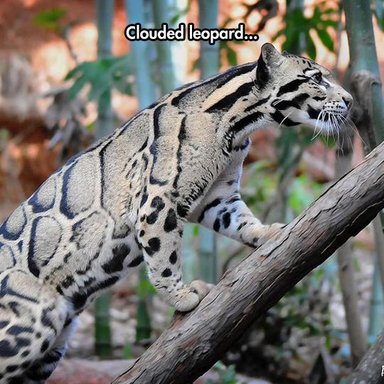 funny-color-clouded-white-leopard