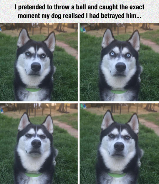 funny-dog-ball-mad-face