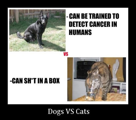 Main Difference Between Dogs And Cats
