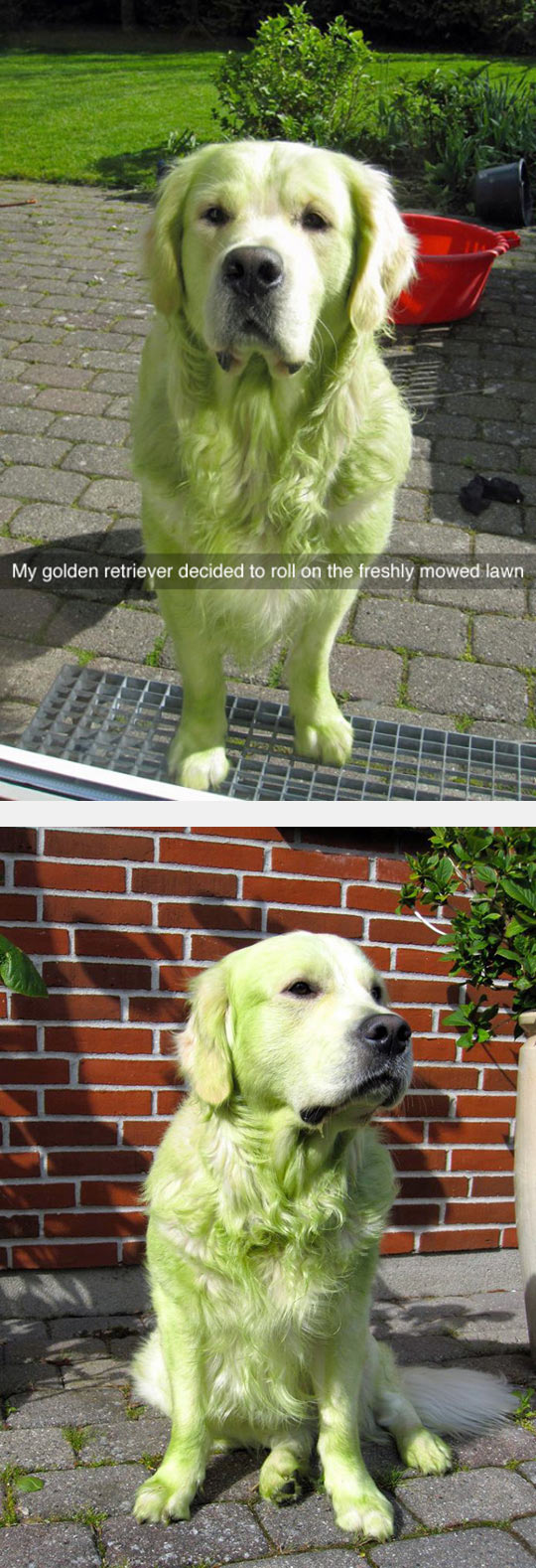 Hulk Dog
