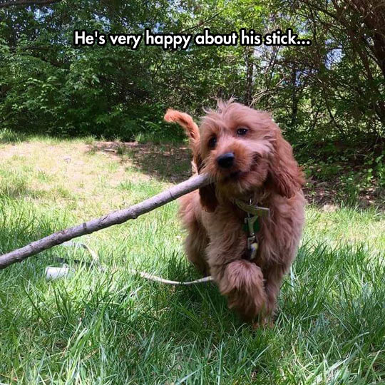 funny-dog-stick-happy-smile
