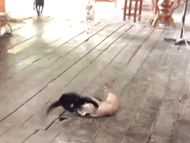 funny-gif-cat-fight-dogs-stop