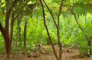 funny-gif-monkey-annoying-tigers