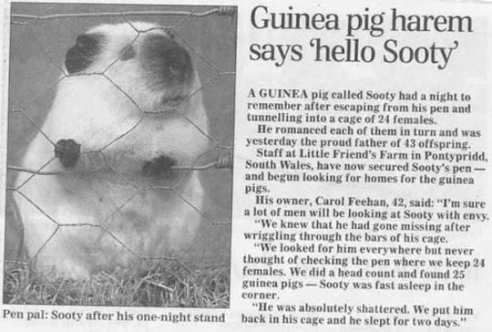 This Guinea Pig Is A Legend
