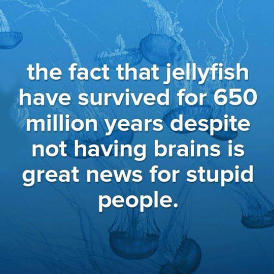funny-jellyfish-brain-people