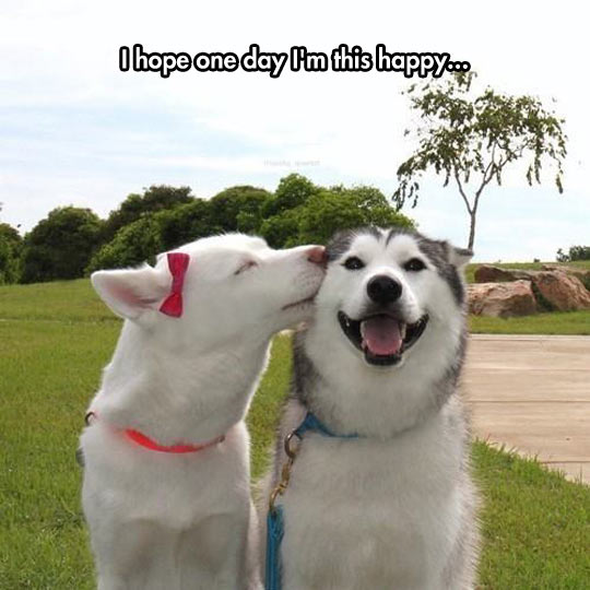 funny-kiss-dog-Husky-female-bow