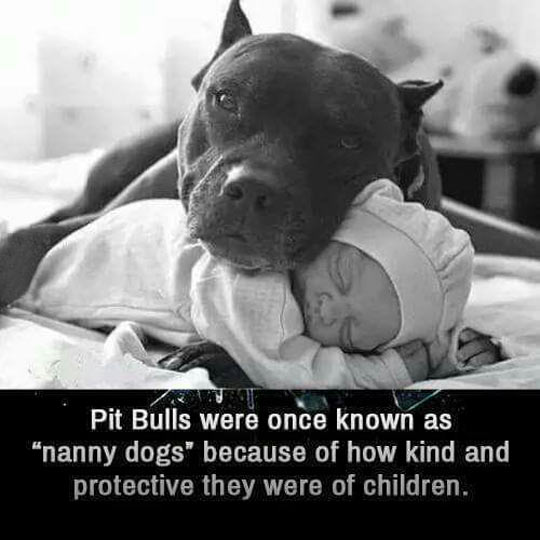 funny-pit-bull-nanny-dog-baby